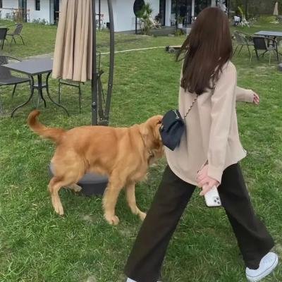 圣女之歌